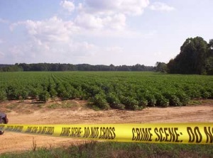 A cotton field with crime scene tape in front of it