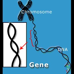 Preliminary DNA