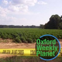 A cotton field with crime scene tape in front of it and the Oxford Weekly Planet logo in the foreground