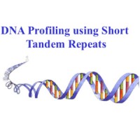 DNA helix with the heading "DNA Profiling using Short Tandem Repeats"