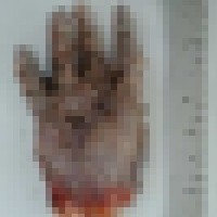 Pixelated photo of severed human hand. Warning: Images may be disturbing for some viewers