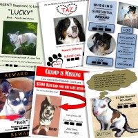 Several dog owners have posted their missing pet flyers at Yoknapatawpha Pet Supply