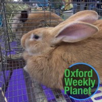 Rabbits in cages with the Oxford Weekly Planet logo in the foreground
