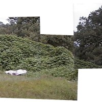 Sheet-covered body in a grassy field bordered by kudzu