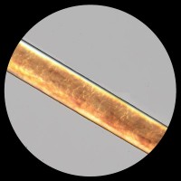 Single hair viewed under a microscope