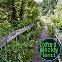 Wooden boardwalk-raised nature trail with the Oxford Weekly Planet logo in the foreground