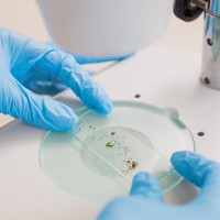 Gloved hands holding a slide under a microscope