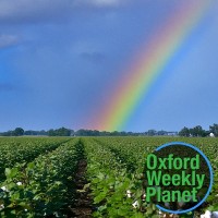 Rainbow over a cotton field with the Oxford Weekly Planet logo in the foreground