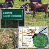 Severed head found in Taylor