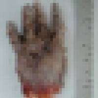 Photos of alleged human hand