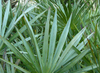 Palmetto Source