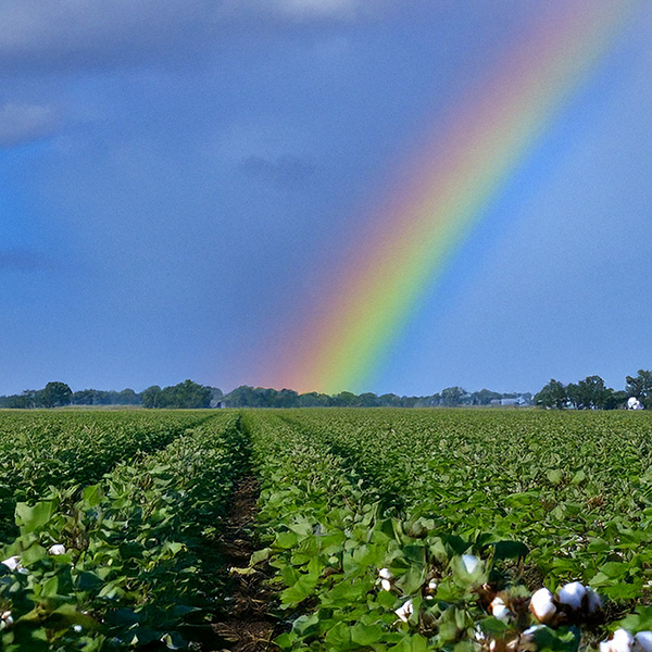 Rainbow over a cotton field