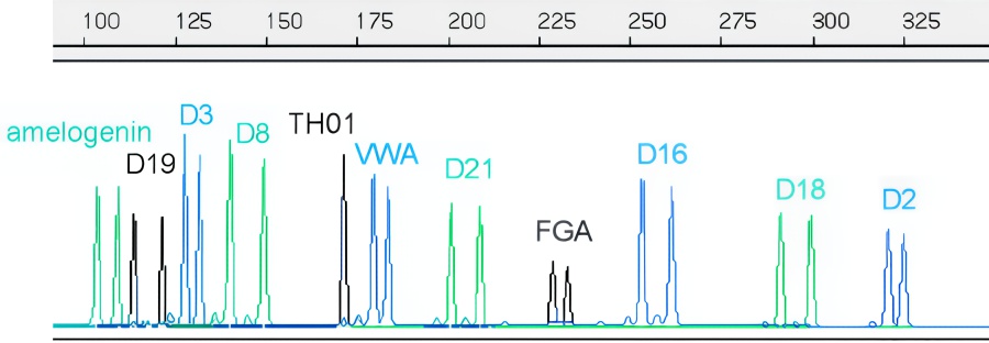 Electropherogram 003502-S01