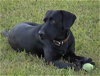 Thoreau, black Labrador retriever