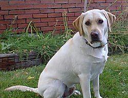 Emerson, yellow Labrador retriever