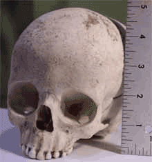 A middle school student brought this allegedly human skull to school
