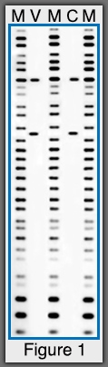 DNA comparison between blood from victim and on clothes