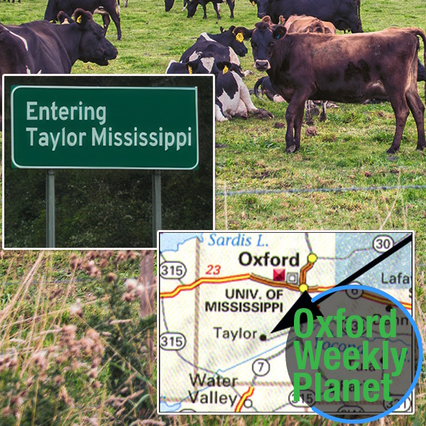 Entering Taylor MS sign and map showing location of Taylor with cows in a pasture in the background and the Oxford Weekly Planet logo in the foreground