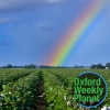Rainbow over a cotton field with the Oxford Weekly Planet logo in the foreground