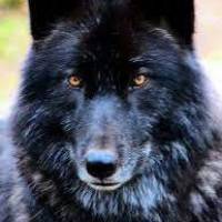 Black Wolf