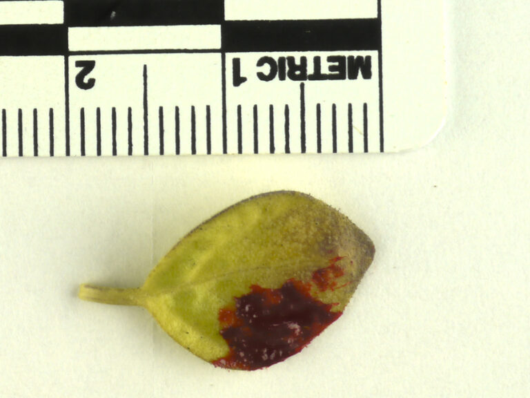 a picture of a leaf stained in blood.