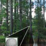 Tree called Bald cypress