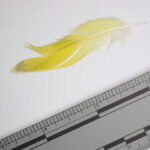 A picture of a big yellow feather next to a measuring ruler.