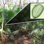 spiky plants called Dwarf palmetto