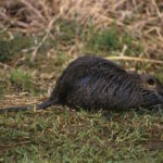 a picture of a nutria