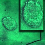 a picture of fingerprints evidence taken under a fluorescent light.