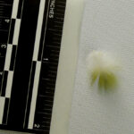 A picture of a tiny feather near a measuring ruler