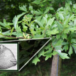 Green plants called Water oak
